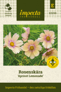 Stolt kavaler ''Apricot Lemonade'', Stolt kavaler med enkle blomster i blød abrikos- og cremefarvet.