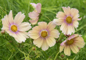 Stolt kavaler ''Apricot Lemonade'', Stolt kavaler med enkle blomster i blød abrikos- og cremefarvet.
