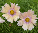 Stolt kavaler ''Apricot Lemonade'', Stolt kavaler med enkle blomster i blød abrikos- og cremefarvet.