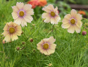 Stolt kavaler ''Apricot Lemonade'', Stolt kavaler med enkle blomster i blød abrikos- og cremefarvet.