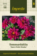 Dahlia 'Opera Violet Shades', Dahlia med halvfyldte, rødlilla blomster med et gult øje.