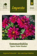 Dahlia 'Opera Violet Shades', Dahlia med halvfyldte, rødlilla blomster med et gult øje.