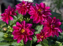 Dahlia 'Opera Violet Shades', Dahlia med halvfyldte, rødlilla blomster med et gult øje.