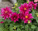 Dahlia 'Opera Violet Shades', Dahlia med halvfyldte, rødlilla blomster med et gult øje.
