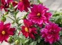 Dahlia 'Opera Violet Shades', Dahlia med halvfyldte, rødlilla blomster med et gult øje.