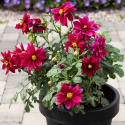 Dahlia 'Opera Violet Shades', Dahlia med halvfyldte, rødlilla blomster med et gult øje.