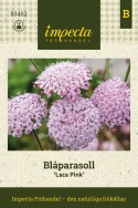 Blå kniplingsblomst 'Lace Pink', Store, sarte paraplylignende blomsterskærme i lys pastelrosa.