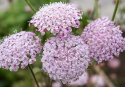Blå kniplingsblomst 'Lace Pink', Store, sarte paraplylignende blomsterskærme i lys pastelrosa.