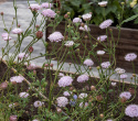 Blå kniplingsblomst 'Lace Pink', Store, sarte paraplylignende blomsterskærme i lys pastelrosa.