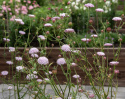 Blå kniplingsblomst 'Lace Pink', Store, sarte paraplylignende blomsterskærme i lys pastelrosa.