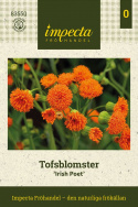 Kvastblomst 'Irish Poet', orange, tætte, børstelignende små blomster i knipper på lange stængler.