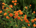 Kvastblomst 'Irish Poet', orange, tætte, børstelignende små blomster i knipper på lange stængler.