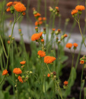 Kvastblomst 'Irish Poet', orange, tætte, børstelignende små blomster i knipper på lange stængler.