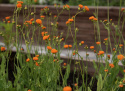 Kvastblomst 'Irish Poet', orange, tætte, børstelignende små blomster i knipper på lange stængler.