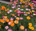 Californisk guldvalmue 'XL Jelly Beans', enkelte til fyldte blomster, ens- og flerfarvede i varme nuancer af orange, gul, rosa, lilla og rød.