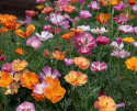 Californisk guldvalmue 'XL Jelly Beans', enkelte til fyldte blomster, ens- og flerfarvede i varme nuancer af orange, gul, rosa, lilla og rød.