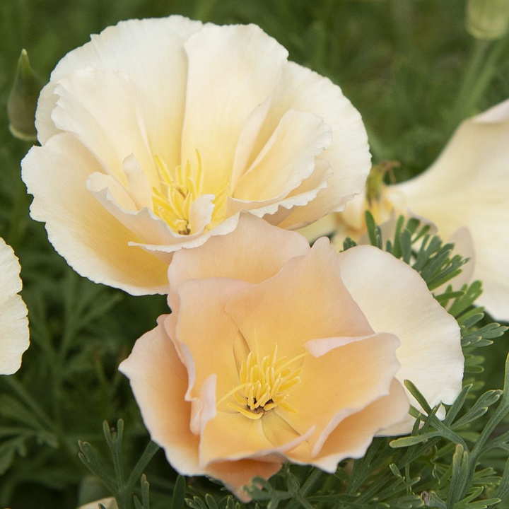 Californisk guldvalmue 'Thai Silk Pink Champagne', blomster med søde, ferskenfarvede knopper, sig til silkeblanke, champagnefarvede blomster.