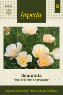 Californisk guldvalmue 'Thai Silk Pink Champagne', blomster med søde, ferskenfarvede knopper, sig til silkeblanke, champagnefarvede blomster.
