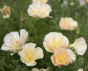 Californisk guldvalmue 'Thai Silk Pink Champagne', blomster med søde, ferskenfarvede knopper, sig til silkeblanke, champagnefarvede blomster.