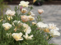 Californisk guldvalmue 'Thai Silk Pink Champagne', blomster med søde, ferskenfarvede knopper, sig til silkeblanke, champagnefarvede blomster.