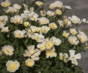 Californisk guldvalmue 'Thai Silk Pink Champagne', blomster med søde, ferskenfarvede knopper, sig til silkeblanke, champagnefarvede blomster.