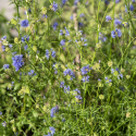 Blåhoved, Sart lavendelblå, små, runde blomsterhoveder.