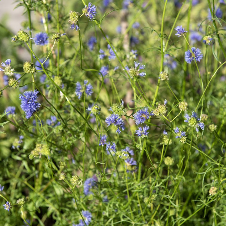 Blåhoved, Sart lavendelblå, små, runde blomsterhoveder.