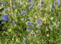 Blåhoved, Sart lavendelblå, små, runde blomsterhoveder.