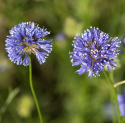 Blåhoved, Sart lavendelblå, små, runde blomsterhoveder.