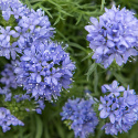 Gilia, Bedårende, lavendelblå stjerneblomster samlet i tætte, runde blomsterstande på oprette, lige stilke. 