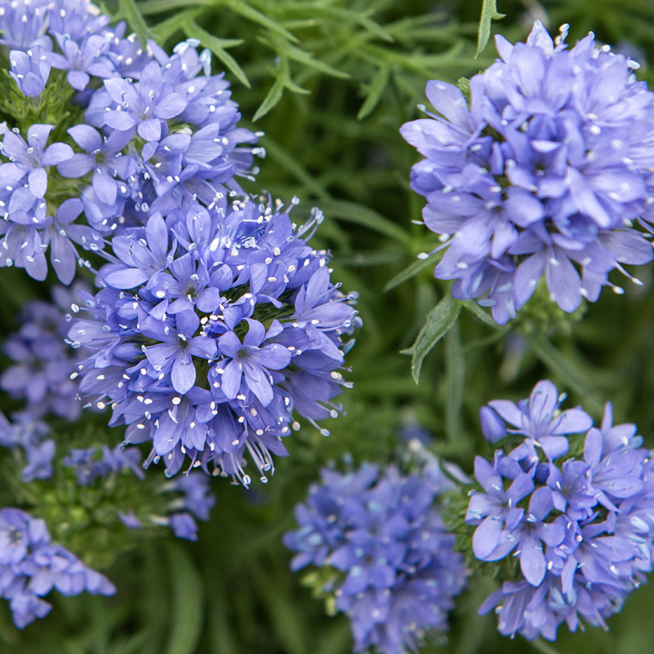 Gilia, Bedårende, lavendelblå stjerneblomster samlet i tætte, runde blomsterstande på oprette, lige stilke. 