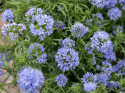 Gilia, Bedårende, lavendelblå stjerneblomster samlet i tætte, runde blomsterstande på oprette, lige stilke. 