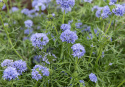 Gilia, Bedårende, lavendelblå stjerneblomster samlet i tætte, runde blomsterstande på oprette, lige stilke. 