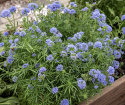 Gilia, Bedårende, lavendelblå stjerneblomster samlet i tætte, runde blomsterstande på oprette, lige stilke. 