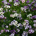 Fugleøje  'Felicitas', Masser af små blomster i hvid, pastelrosa og lavendelblå, alle med et mørkt øje.