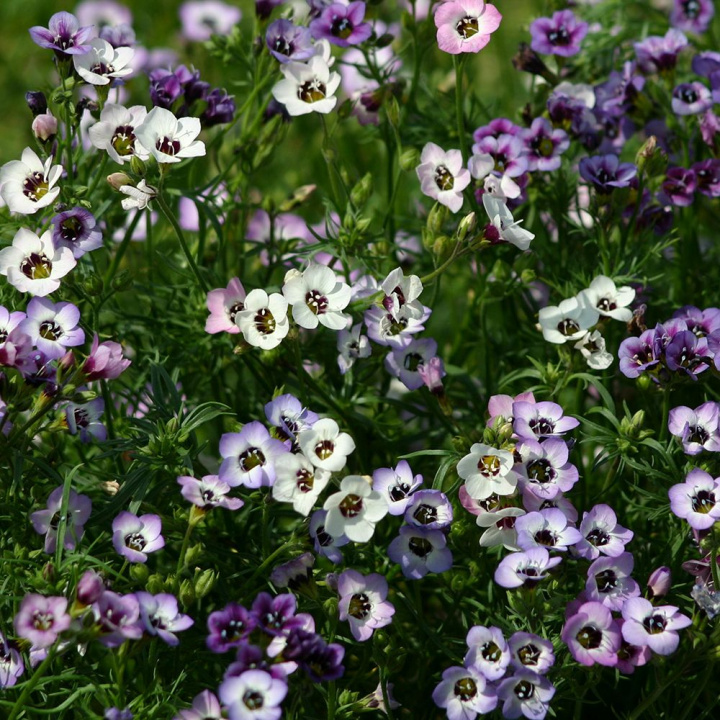 Fugleøje 'Felicitas', Masser af små blomster i hvid, pastelrosa og lavendelblå, alle med et mørkt øje.