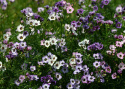 Fugleøje  'Felicitas', Masser af små blomster i hvid, pastelrosa og lavendelblå, alle med et mørkt øje.