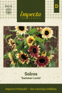 Solsikke 'Summer Lovin', Fin blomsterpragt til store plantekasser og højbede, til friland og til snit.