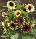 Solsikke 'Summer Lovin', Fin blomsterpragt til store plantekasser og højbede, til friland og til snit.