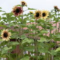 Solsikke 'Summer Lovin', Fin blomsterpragt til store plantekasser og højbede, til friland og til snit.