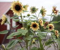 Solsikke 'Summer Lovin', Fin blomsterpragt til store plantekasser og højbede, til friland og til snit.