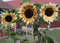 Solsikke 'Summer Lovin', Fin blomsterpragt til store plantekasser og højbede, til friland og til snit.
