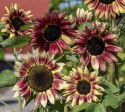Solsikke 'Summer Lovin', Fin blomsterpragt til store plantekasser og højbede, til friland og til snit.