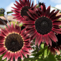 Solsikke F1 'Desire Red', Dybt fløjlsrøde, ca. 12-15 cm store blomster med en tynd, cremegul ring.