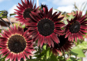 Solsikke F1 'Desire Red', Dybt fløjlsrøde, ca. 12-15 cm store blomster med en tynd, cremegul ring.
