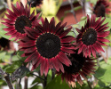 Solsikke F1 'Desire Red', Dybt fløjlsrøde, ca. 12-15 cm store blomster med en tynd, cremegul ring.