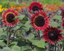 Solsikke F1 'Desire Red', Dybt fløjlsrøde, ca. 12-15 cm store blomster med en tynd, cremegul ring.