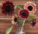 Solsikke F1 'Desire Red', Dybt fløjlsrøde, ca. 12-15 cm store blomster med en tynd, cremegul ring.