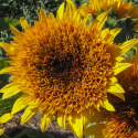 Fyldt solsikke 'Firefox', fyldte blomster i orangegul med en mørkere midte og en enkel yderkrans af solgule kronblade.