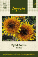 Fyldt solsikke 'Firefox', fyldte blomster i orangegul med en mørkere midte og en enkel yderkrans af solgule kronblade.